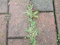 Weeds in path_2